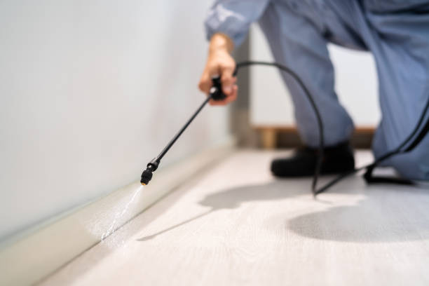 Licensed Ant Control service in Van Horn, TX - Nex Pest Control